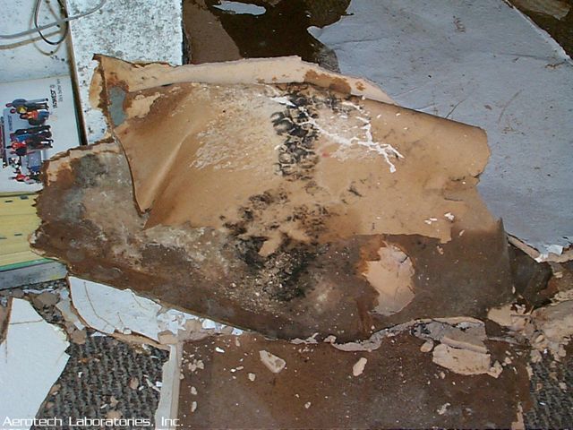 Toxic black mold identification photos and info. What toxic mold looks like.