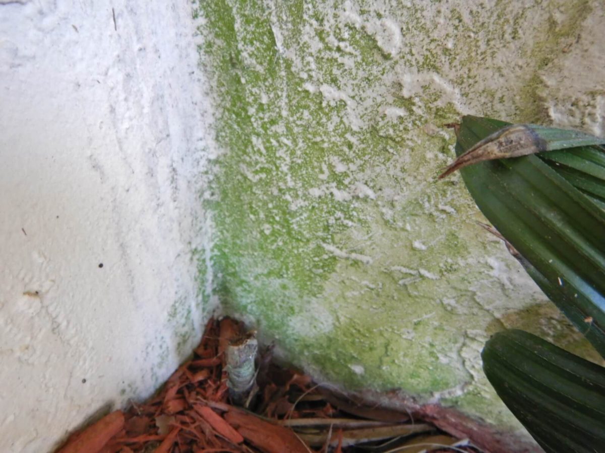 Green mold outdoors and other mold like growths around the home.