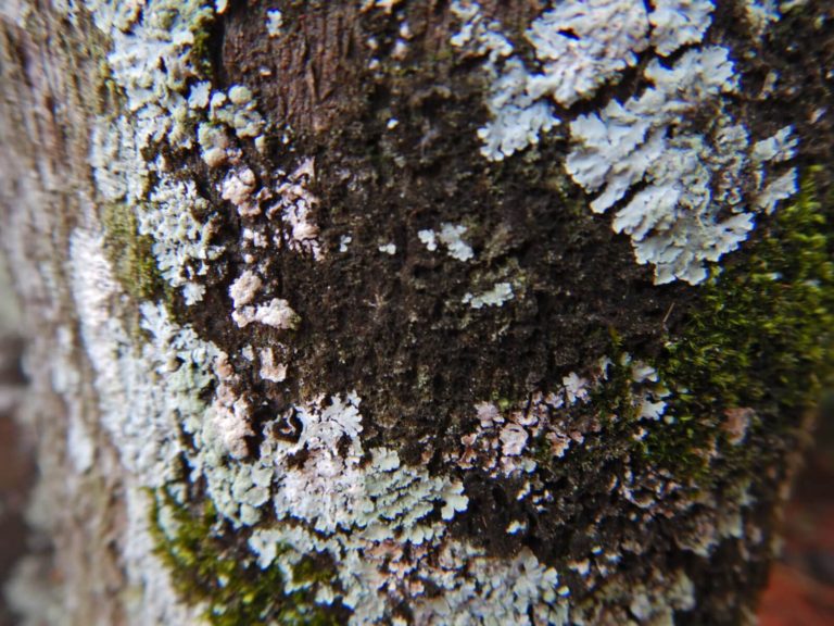 Green mold outdoors and other mold like growths around the home.