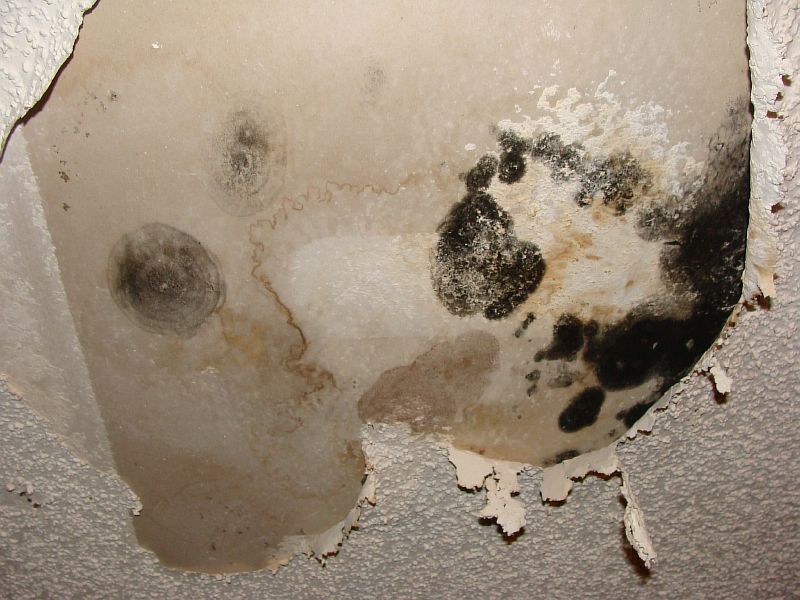 Toxic Black Mold Identification Photos And Info What Toxic Mold Looks 