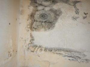 Close up of Toxic Black Mold on a wall in West Palm Beach Florida. Stachybotrys toxic black mold growing indoors found during mold testing.