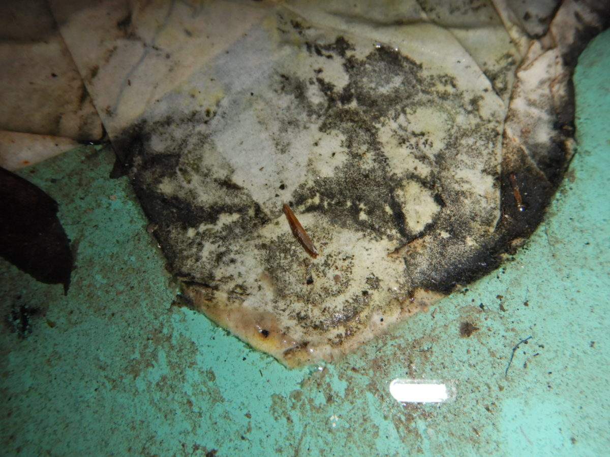 Toxic black mold identification photos and info. What toxic mold looks