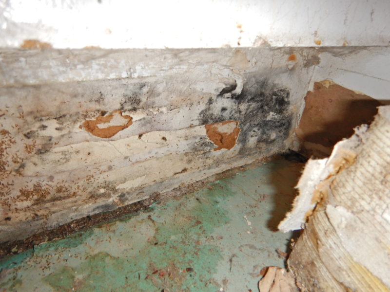 Toxic black mold identification photos and info. What